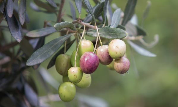 Olive