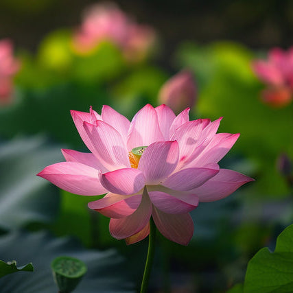Ružičasti lotus