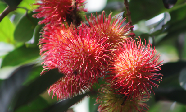 Ekstrakt stanica lista rambutana