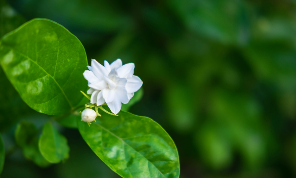 Jasmin