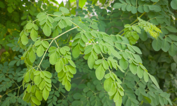 Moringa